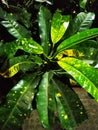 The Croton Codiaeum varigatum