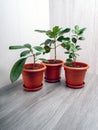 Croton excellence, ficus cyatistipula, ficus microcarpa maclame - flowers in pots