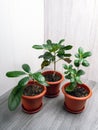 Croton excellence, ficus cyatistipula, ficus microcarpa maclame - flowers in pots