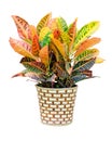 Croton house plant