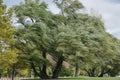 Croton-on-Hudson, New York, USA: Willow trees blowing in a strong wind Royalty Free Stock Photo