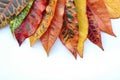 croton leaves Royalty Free Stock Photo