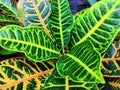 Croton leaves texture background,green and pink and purple and yellow leaf backdrop Royalty Free Stock Photo