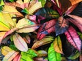 Croton leaves texture background,green and pink and purple and yellow leaf backdrop Royalty Free Stock Photo