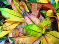 Croton leaves texture background,green and pink and purple and yellow leaf backdrop Royalty Free Stock Photo