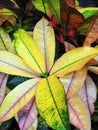 Croton leaves texture background,green and pink and purple and yellow leaf backdrop Royalty Free Stock Photo