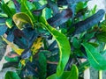 Croton Mammy a magnificent, evergreen shrub with large, leathery, multi-coloured leaves closeup view