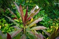 Croton, Pata Bahar. English Name: Common Coleus. Scientific name: Coleus scutellarioides L. Benth Royalty Free Stock Photo