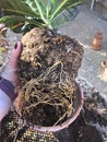 Croton petra roots 0703