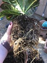 Croton petra roots 0705