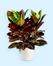 Croton plant on blue background