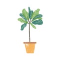 Croton plant in ceramic pot flat vector illustration. Trendy potted evergreen houseplant isolated on white background