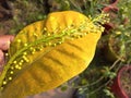 The croton plant, or Codiaeum variegatum