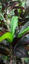 Croton plant or Latin name Codiaeum variegatum is a popular shrub-shaped garden ornamental plant