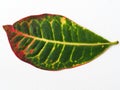 croton plant leaf Royalty Free Stock Photo