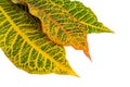 Croton plant leaves isolated on background