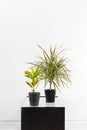 Croton plant and Madagascar dragon tree in black pots