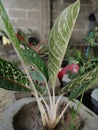 The croton plant in the pot