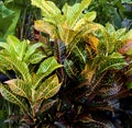 Croton plants with colorful leaves Royalty Free Stock Photo