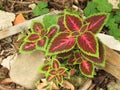 Croton plants on the ground