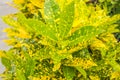 Croton is a popular ornamental plant the leaves have strange patterns