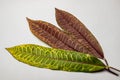 Croton, pudding or kroton are popular ornamental plants in the form of shrubs with varying shapes and colors of leaves.
