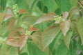 Croton tiglium Linn with new leaves sprout as background