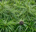 Croton tiglium trees at the Botanic Gardens in Singapore Royalty Free Stock Photo