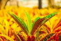 Croton Tree Background colorful Thailand