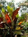 croton tree, colorful leaves, beautiful baground Royalty Free Stock Photo