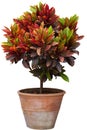 Croton tree in flowerpot