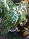  A croton tree potted in a small tree. It gives us nice view .