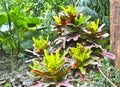 Croton tropical shrub with variegated striped leaves