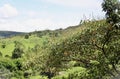 The Croton urucurana tree full of flowers in the field