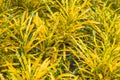 Croton variegated laurel close leaf plant on decorative tree planting nature background