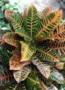 Croton