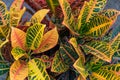 Croton & x28;Codiaeum variegatum& x29; plants with colorful leaves in tropical garden. Royalty Free Stock Photo