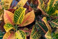 Croton & x28;Codiaeum variegatum& x29; plants with colorful leaves in tropical garden. Royalty Free Stock Photo