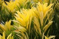 Croton yellow color decorate in the garden bright and beautiful in nature background