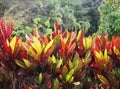 Crotons, in large group growing blooming in botanical garden Royalty Free Stock Photo