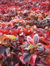 Crotons, in large group growing blooming in botanical garden Royalty Free Stock Photo