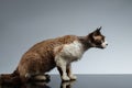 Crouched Devon Rex in Profile view on Gray Royalty Free Stock Photo