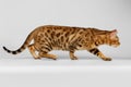 Crouching Bengal Cat on White Background Royalty Free Stock Photo