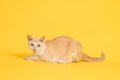 Crouching cat looking at something on yellow background. Cute cat. Side view Royalty Free Stock Photo