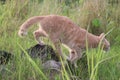 Crouching Cat Sneaking in the Meadow Royalty Free Stock Photo