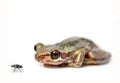Crouching frog and fly Royalty Free Stock Photo