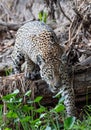 Crouching Jaguar. Jaguar walking in the forest. Front view. Panthera onca. Natural habitat. Cuiaba river, Brazil