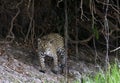 Crouching Jaguar. Jaguar walking in the forest. Front view. Panthera onca.