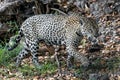 Crouching Jaguar. Jaguar walking in the forest. Panthera onca. Natural habitat. Cuiaba river, Brazil