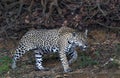 Crouching Jaguar. Jaguar walking in the forest. Panthera onca. Natural habitat.
